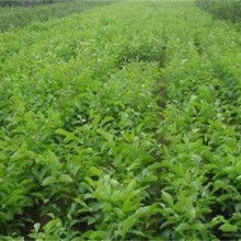 2020綠化苗木價(jià)格 報(bào)價(jià) 綠化苗木批發(fā) 黃頁88園林網(wǎng)