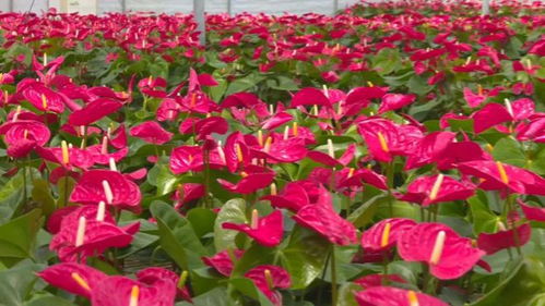 縣區動態 武平縣 花卉產業 助農增收