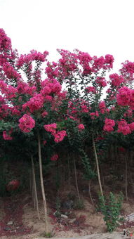 南陽(yáng)玉蘭苗木花卉種植專(zhuān)業(yè)合作社