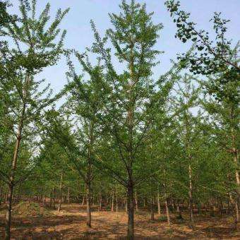 10公分銀杏樹價(jià)格 銀杏樹價(jià)格 星辰苗木 查看