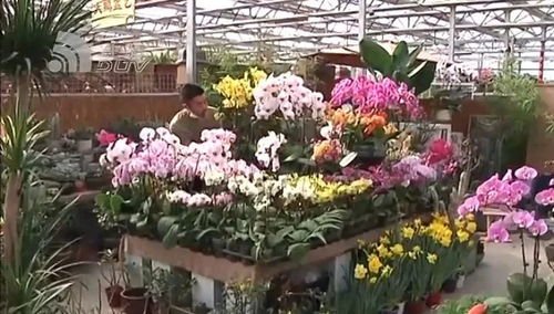 春節(jié)買(mǎi)花已成大連人習(xí)慣 年宵花哪種賣(mài)得火