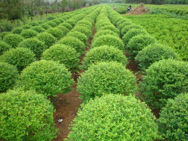 在園林苗圃育苗中,苗木的修剪主要有抹芽