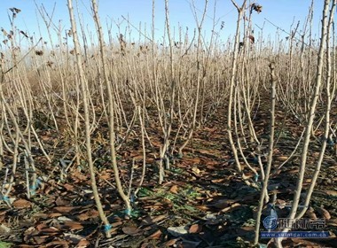 【冬天可以栽植櫻桃苗嘛光澤度好紅手球櫻桃苗廠家價格】泰安高新區旺運苗木中心