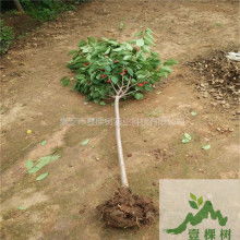  郫縣南江石材廠 主營 微晶石 瑪瑙紅 鳳凰