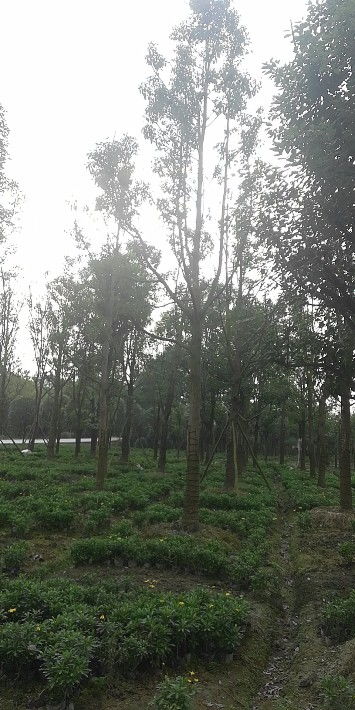 【喬木香樟出售-基地香樟現貨出售】- 