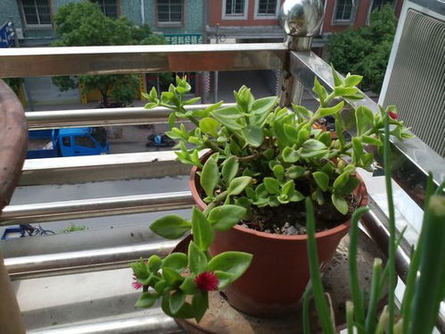 了解不同植物的實(shí)用性