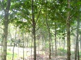 苗木法桐供應(yīng)信息 苗木法桐批發(fā) 苗木法桐價格 找苗木法桐產(chǎn)品上