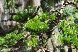 大量供應(yīng)產(chǎn)地直銷綠化苗木一級優(yōu)質(zhì)精品樁頭指導價 大量供應(yīng)產(chǎn)地直銷綠化苗木一級優(yōu)質(zhì)精品樁頭廠商 大量供應(yīng)產(chǎn)地直銷綠化苗木一級優(yōu)質(zhì)精品樁頭廠商 圖 盡在農(nóng)苗網(wǎng)