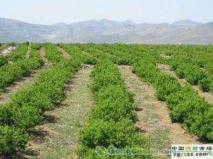 供應(yīng)正宗九豐一號苗木價格_供應(yīng)正宗九豐一號苗木廠家_世界工廠網(wǎng)產(chǎn)品信息庫