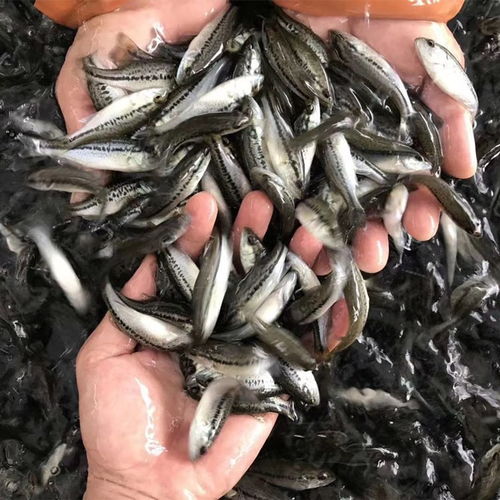 藤古龍泥鰍苗泥鰍苗投放時間及養(yǎng)殖密度夏季出來