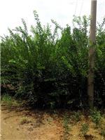 泰安劃算的榆葉梅供應(yīng):臨沂榆葉梅-山東科大苗木基地提供泰安劃算的榆葉梅供應(yīng):臨沂榆葉梅的相關(guān)介紹、產(chǎn)品、服務(wù)、圖片、價格山東3公分銀杏苗基地促銷裝歡迎咨詢136【4538】6501、百日紅、櫻花、白皮松、紅楓、法桐、