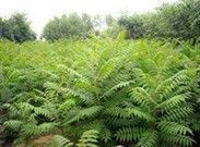 供應(yīng)博野華林苗木苗圃|博野苗圃報價_安全防護_世界工廠網(wǎng)中國產(chǎn)品信息庫