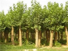 花木產品|苗木圖片