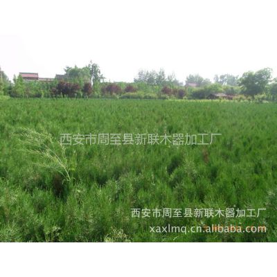 喬木 建材加工 家居用品加工 原木&ndash;