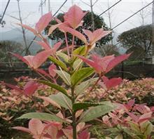 【南京新產品五彩桂花苗、鴻林苗木(圖)、五彩桂花圖片】價格,廠家,圖片,工程承包,常州鴻林苗木專業合作社chun銷售部-中國行業信息網