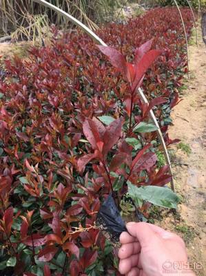 【綠化灌木紅葉石楠袋苗銷售、質優價廉】綠化苗木,價格,廠家,供應商,花木,龍海市東泗興輝園藝場 - 產品庫