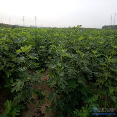 【無花果廠家耐濕耐寒耐瘠薄中農矮生無花果苗】泰安高新區旺運苗木中心 - 產品庫