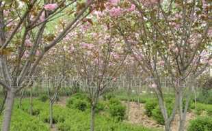 供應(yīng)櫻花、喬木灌木、紫薇、廣玉蘭 沭陽苗木_農(nóng)副產(chǎn)品_世界工廠網(wǎng)中國產(chǎn)品信息庫