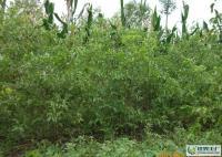 河北泊頭大量供各種棗樹. 13513036619[供應(yīng)]_綠化苗木_世界工廠網(wǎng)中國產(chǎn)品信息庫