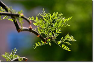 搜苗 苗木市場(chǎng)行情 2018這6大樹(shù)種要火