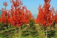 供應(yīng)【美國秋紅楓】【山東美國秋紅楓】【美國秋紅楓價(jià)格】歐楓苗木_農(nóng)副產(chǎn)品_世界工廠網(wǎng)中國產(chǎn)品信息庫
