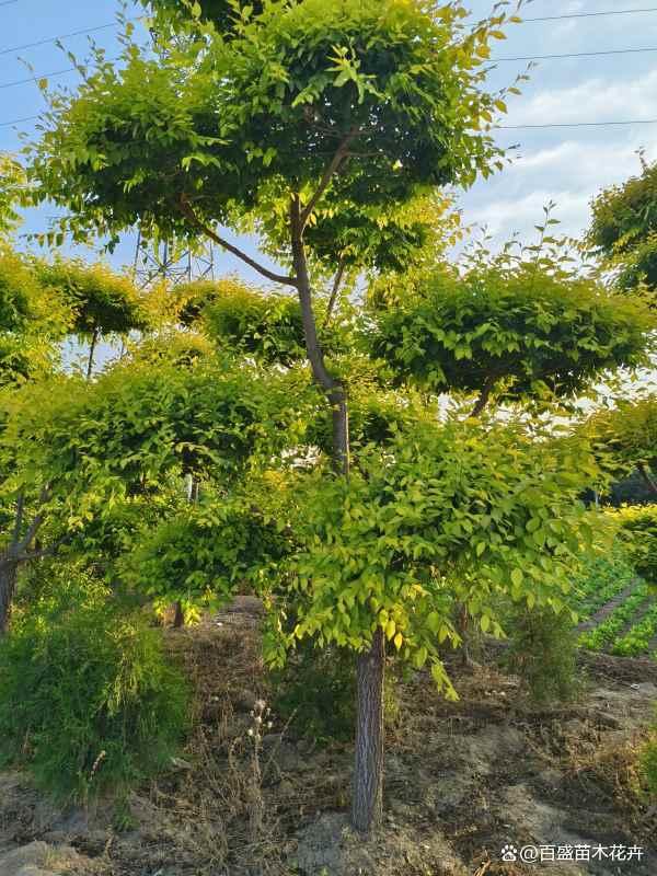 河北移栽造型金葉榆苗木,打造特色景觀,獲取專業報價