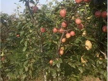 深州市華仁苗木 必途推薦 產品展示