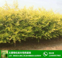 山西苗木批發(fā) 綠化苗木 雅仕閣綠化苗木基地 查看