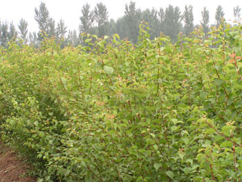 果樹(shù)苗木基地