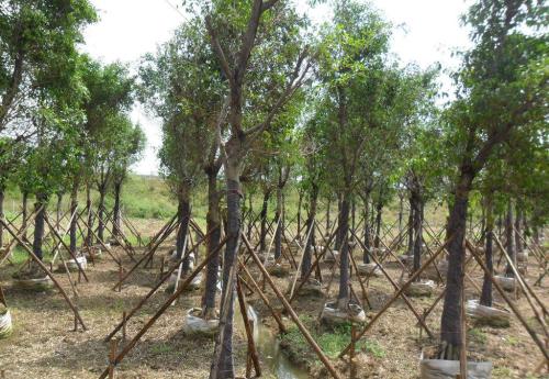 苗木五斤袋和七斤袋的區(qū)別在哪里