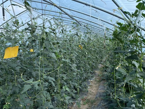 安徽召開全省農產品質量安全監管工作會議