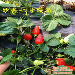 奶油草莓苗基地 黑龍江草莓苗