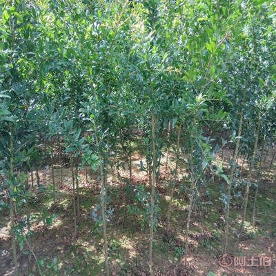 【高桿山楂苗畝產(chǎn)品種全的 山楂苗基地廠家供貨】泰安高新區(qū)旺運苗木中心 - 產(chǎn)品庫