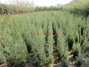 供應(yīng)唐山苗木 唐山刺柏 唐山檜柏