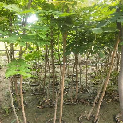 紫藤產業：廠家直銷、生產基地與園林綠化的完美結合