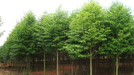 奉新綠霖苗木專業合作社 專業花卉種植，綻放鄉村經濟新活力