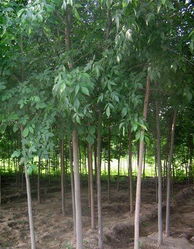 濟寧李營白蠟 苗木產業的璀璨明珠